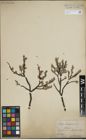 Foto von Salix lapponum L.